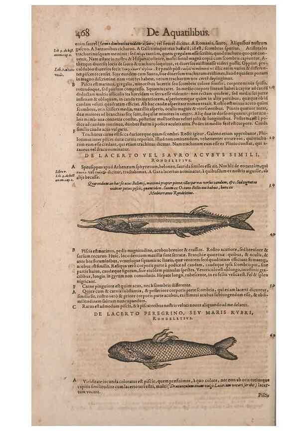 Reproducción/Reproduction 15566291971: Conradi Gesneri medici Tigurini Historiae animalium liber IV :. Francofurti :In Bibliopolio Andreae Cambieri,anno MDCIIII [1604]