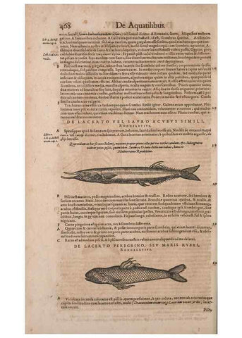 Reproducción/Reproduction 15566291971: Conradi Gesneri medici Tigurini Historiae animalium liber IV :. Francofurti :In Bibliopolio Andreae Cambieri,anno MDCIIII [1604]
