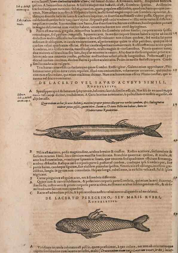 Reproducción/Reproduction 15566291971: Conradi Gesneri medici Tigurini Historiae animalium liber IV :. Francofurti :In Bibliopolio Andreae Cambieri,anno MDCIIII [1604]