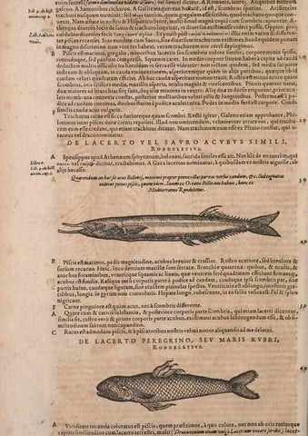Reproducción/Reproduction 15566291971: Conradi Gesneri medici Tigurini Historiae animalium liber IV :. Francofurti :In Bibliopolio Andreae Cambieri,anno MDCIIII [1604]