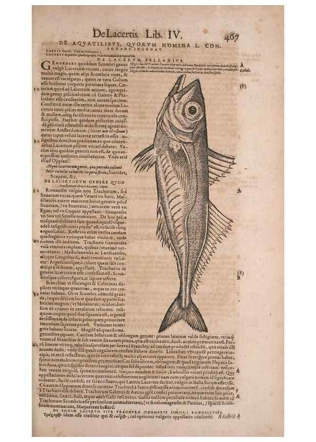 Reproducción/Reproduction 15569799682: Conradi Gesneri medici Tigurini Historiae animalium liber IV :. Francofurti :In Bibliopolio Andreae Cambieri,anno MDCIIII [1604]