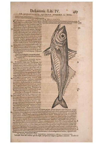 Reproducción/Reproduction 15569799682: Conradi Gesneri medici Tigurini Historiae animalium liber IV :. Francofurti :In Bibliopolio Andreae Cambieri,anno MDCIIII [1604]