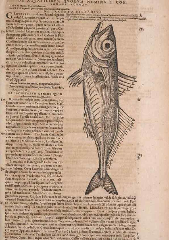 Reproducción/Reproduction 15569799682: Conradi Gesneri medici Tigurini Historiae animalium liber IV :. Francofurti :In Bibliopolio Andreae Cambieri,anno MDCIIII [1604]