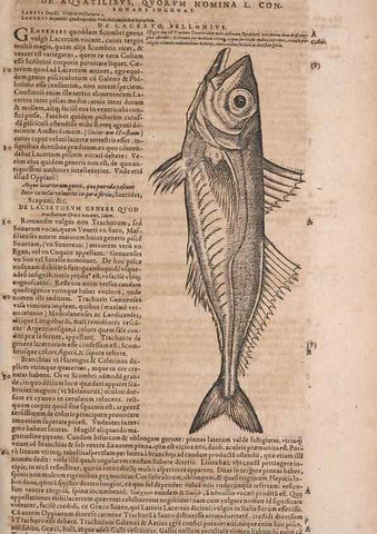 Reproducción/Reproduction 15569799682: Conradi Gesneri medici Tigurini Historiae animalium liber IV :. Francofurti :In Bibliopolio Andreae Cambieri,anno MDCIIII [1604]