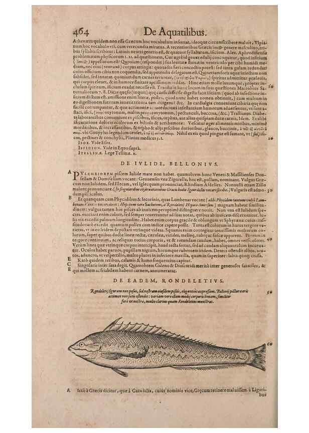 Reproducción/Reproduction 15569797772: Conradi Gesneri medici Tigurini Historiae animalium liber IV :. Francofurti :In Bibliopolio Andreae Cambieri,anno MDCIIII [1604]