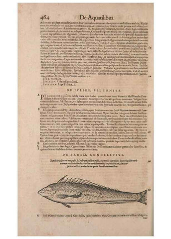 Reproducción/Reproduction 15569797772: Conradi Gesneri medici Tigurini Historiae animalium liber IV :. Francofurti :In Bibliopolio Andreae Cambieri,anno MDCIIII [1604]
