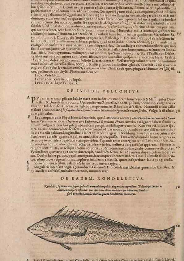 Reproducción/Reproduction 15569797772: Conradi Gesneri medici Tigurini Historiae animalium liber IV :. Francofurti :In Bibliopolio Andreae Cambieri,anno MDCIIII [1604]