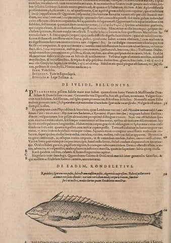 Reproducción/Reproduction 15569797772: Conradi Gesneri medici Tigurini Historiae animalium liber IV :. Francofurti :In Bibliopolio Andreae Cambieri,anno MDCIIII [1604]