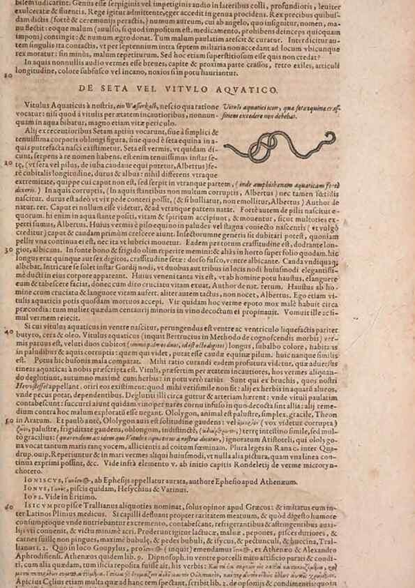 Reproducción/Reproduction 15382947977: Conradi Gesneri medici Tigurini Historiae animalium liber IV :. Francofurti :In Bibliopolio Andreae Cambieri,anno MDCIIII [1604]
