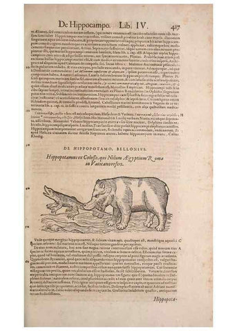 Reproducción/Reproduction 15383294480: Conradi Gesneri medici Tigurini Historiae animalium liber IV :. Francofurti :In Bibliopolio Andreae Cambieri,anno MDCIIII [1604]