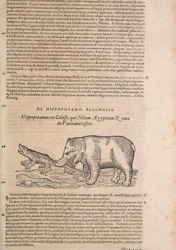 Reproducción/Reproduction 15383294480: Conradi Gesneri medici Tigurini Historiae animalium liber IV :. Francofurti :In Bibliopolio Andreae Cambieri,anno MDCIIII [1604]