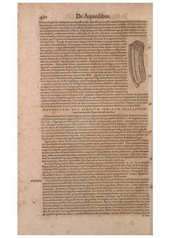 Reproducción/Reproduction 14948758143: Conradi Gesneri medici Tigurini Historiae animalium liber IV :. Francofurti :In Bibliopolio Andreae Cambieri,anno MDCIIII [1604]