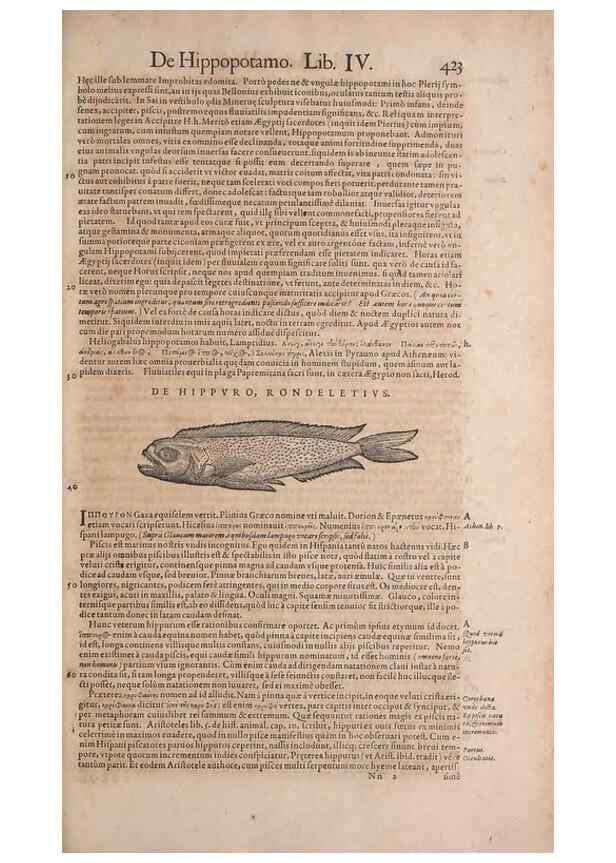Reproducción/Reproduction 15382922867: Conradi Gesneri medici Tigurini Historiae animalium liber IV :. Francofurti :In Bibliopolio Andreae Cambieri,anno MDCIIII [1604]