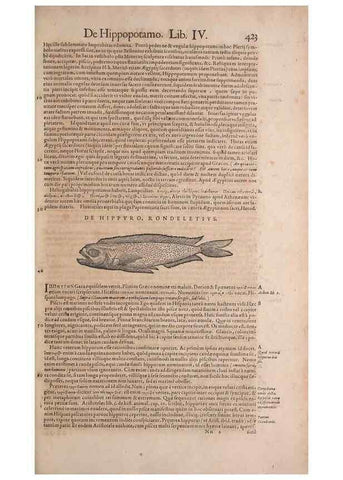 Reproducción/Reproduction 15382922867: Conradi Gesneri medici Tigurini Historiae animalium liber IV :. Francofurti :In Bibliopolio Andreae Cambieri,anno MDCIIII [1604]