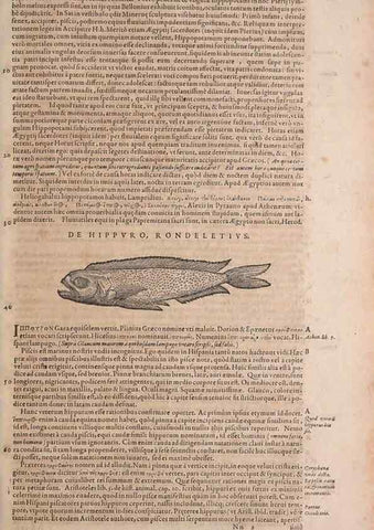 Reproducción/Reproduction 15382922867: Conradi Gesneri medici Tigurini Historiae animalium liber IV :. Francofurti :In Bibliopolio Andreae Cambieri,anno MDCIIII [1604]