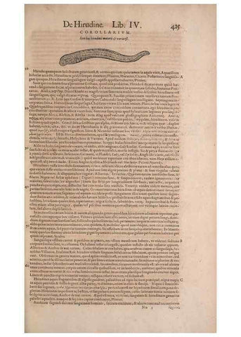 Reproducción/Reproduction 15568937045: Conradi Gesneri medici Tigurini Historiae animalium liber IV :. Francofurti :In Bibliopolio Andreae Cambieri,anno MDCIIII [1604]