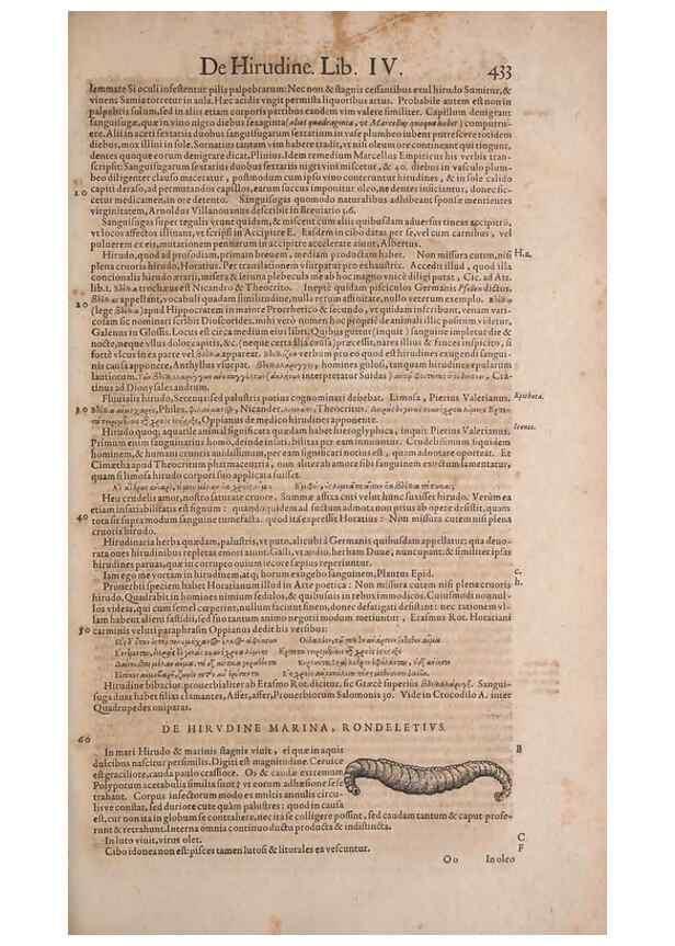 Reproducción/Reproduction 15383304620: Conradi Gesneri medici Tigurini Historiae animalium liber IV :. Francofurti :In Bibliopolio Andreae Cambieri,anno MDCIIII [1604]