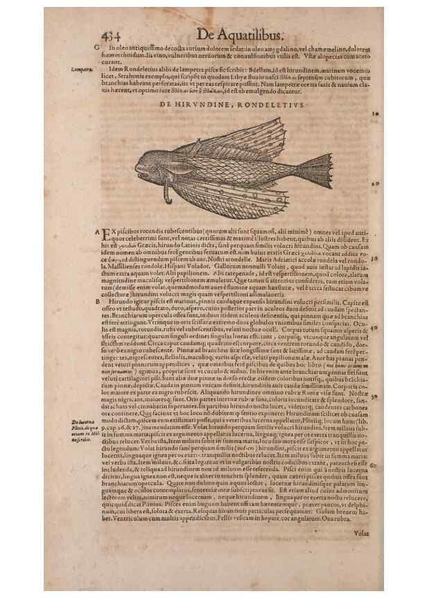 Reproducción/Reproduction 15382928817: Conradi Gesneri medici Tigurini Historiae animalium liber IV :. Francofurti :In Bibliopolio Andreae Cambieri,anno MDCIIII [1604]