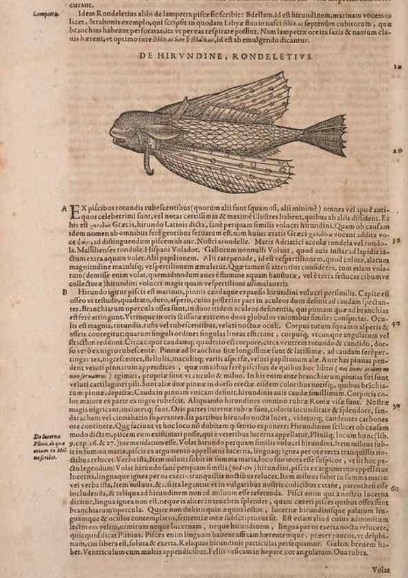 Reproducción/Reproduction 15382928817: Conradi Gesneri medici Tigurini Historiae animalium liber IV :. Francofurti :In Bibliopolio Andreae Cambieri,anno MDCIIII [1604]