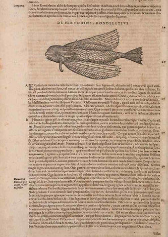 Reproducción/Reproduction 15382928817: Conradi Gesneri medici Tigurini Historiae animalium liber IV :. Francofurti :In Bibliopolio Andreae Cambieri,anno MDCIIII [1604]