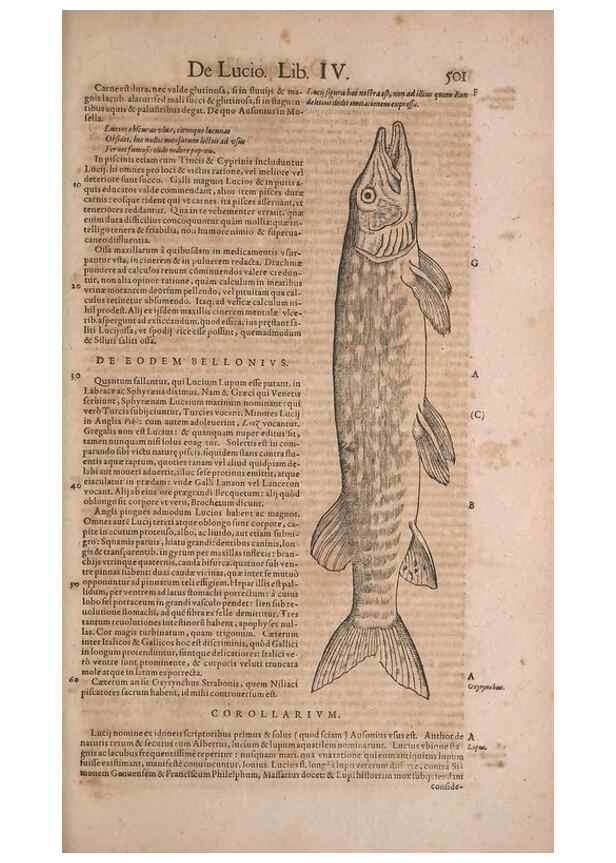 Reproducción/Reproduction 15545294126: Conradi Gesneri medici Tigurini Historiae animalium liber IV :. Francofurti :In Bibliopolio Andreae Cambieri,anno MDCIIII [1604]