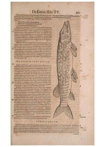 Reproducción/Reproduction 15545294126: Conradi Gesneri medici Tigurini Historiae animalium liber IV :. Francofurti :In Bibliopolio Andreae Cambieri,anno MDCIIII [1604]