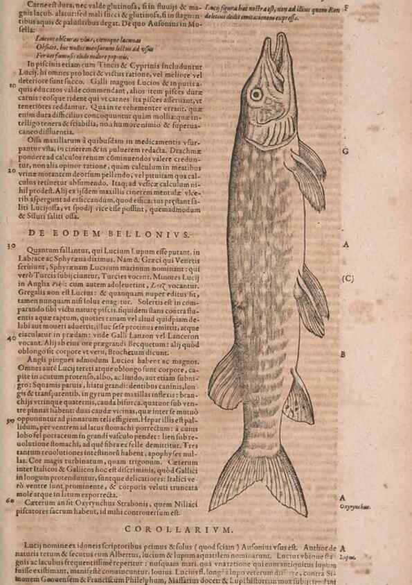 Reproducción/Reproduction 15545294126: Conradi Gesneri medici Tigurini Historiae animalium liber IV :. Francofurti :In Bibliopolio Andreae Cambieri,anno MDCIIII [1604]
