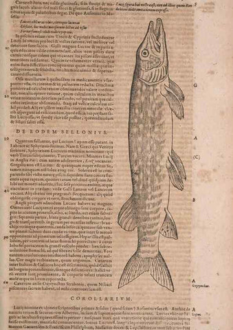 Reproducción/Reproduction 15545294126: Conradi Gesneri medici Tigurini Historiae animalium liber IV :. Francofurti :In Bibliopolio Andreae Cambieri,anno MDCIIII [1604]