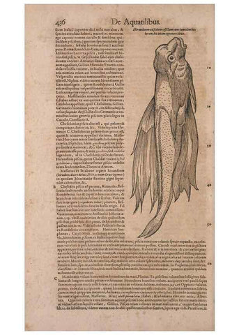 Reproducción/Reproduction 15382789468: Conradi Gesneri medici Tigurini Historiae animalium liber IV :. Francofurti :In Bibliopolio Andreae Cambieri,anno MDCIIII [1604]