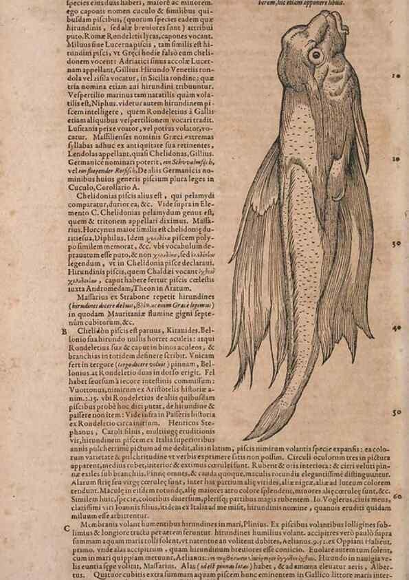 Reproducción/Reproduction 15382789468: Conradi Gesneri medici Tigurini Historiae animalium liber IV :. Francofurti :In Bibliopolio Andreae Cambieri,anno MDCIIII [1604]