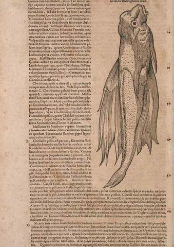Reproducción/Reproduction 15382789468: Conradi Gesneri medici Tigurini Historiae animalium liber IV :. Francofurti :In Bibliopolio Andreae Cambieri,anno MDCIIII [1604]