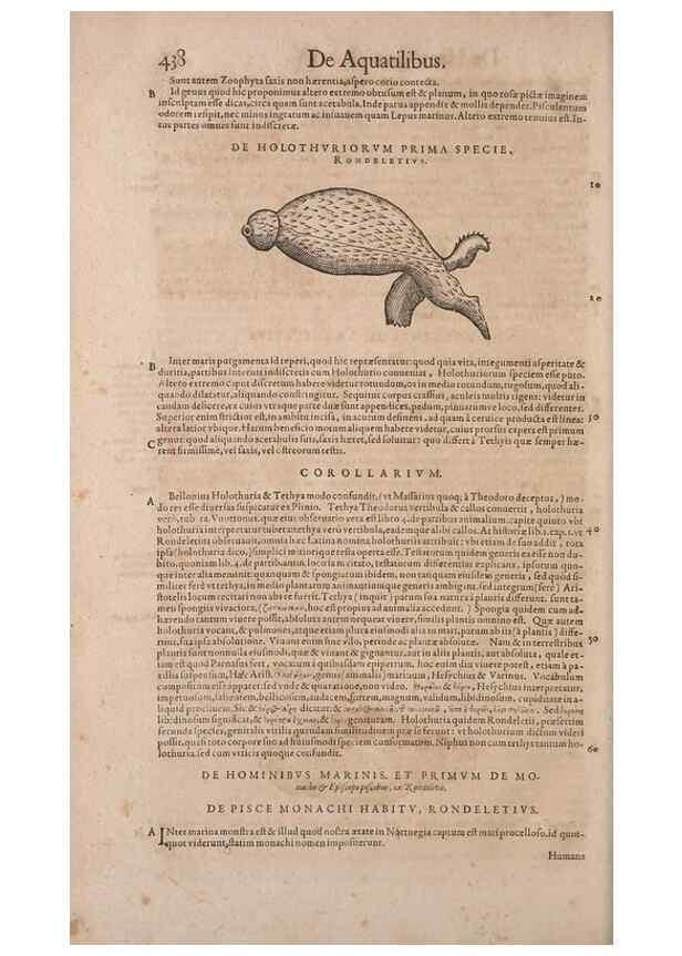 Reproducción/Reproduction 14948191244: Conradi Gesneri medici Tigurini Historiae animalium liber IV :. Francofurti :In Bibliopolio Andreae Cambieri,anno MDCIIII [1604]