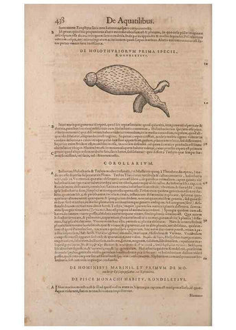 Reproducción/Reproduction 14948191244: Conradi Gesneri medici Tigurini Historiae animalium liber IV :. Francofurti :In Bibliopolio Andreae Cambieri,anno MDCIIII [1604]