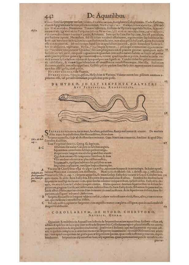 Reproducción/Reproduction 14948777373: Conradi Gesneri medici Tigurini Historiae animalium liber IV :. Francofurti :In Bibliopolio Andreae Cambieri,anno MDCIIII [1604]