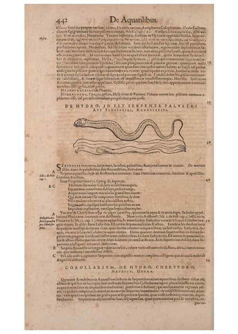 Reproducción/Reproduction 14948777373: Conradi Gesneri medici Tigurini Historiae animalium liber IV :. Francofurti :In Bibliopolio Andreae Cambieri,anno MDCIIII [1604]