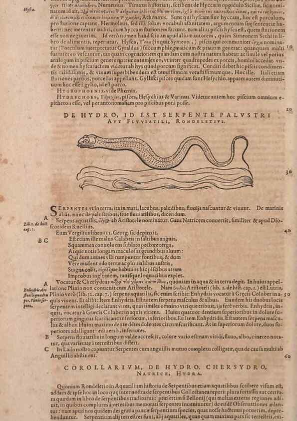 Reproducción/Reproduction 14948777373: Conradi Gesneri medici Tigurini Historiae animalium liber IV :. Francofurti :In Bibliopolio Andreae Cambieri,anno MDCIIII [1604]