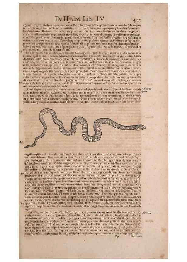 Reproducción/Reproduction 15382319599: Conradi Gesneri medici Tigurini Historiae animalium liber IV :. Francofurti :In Bibliopolio Andreae Cambieri,anno MDCIIII [1604]