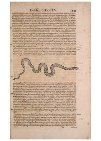 Reproducción/Reproduction 15382319599: Conradi Gesneri medici Tigurini Historiae animalium liber IV :. Francofurti :In Bibliopolio Andreae Cambieri,anno MDCIIII [1604]