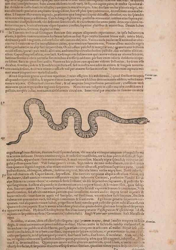 Reproducción/Reproduction 15382319599: Conradi Gesneri medici Tigurini Historiae animalium liber IV :. Francofurti :In Bibliopolio Andreae Cambieri,anno MDCIIII [1604]