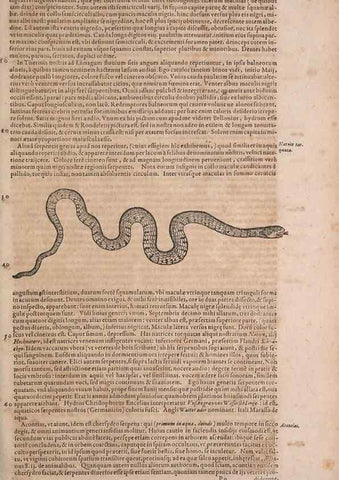Reproducción/Reproduction 15382319599: Conradi Gesneri medici Tigurini Historiae animalium liber IV :. Francofurti :In Bibliopolio Andreae Cambieri,anno MDCIIII [1604]