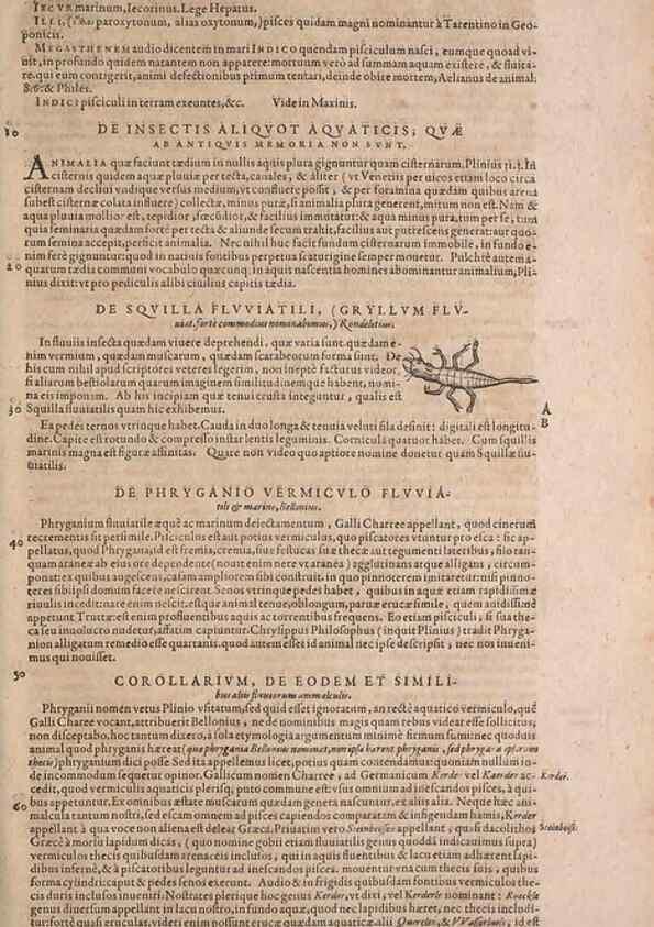 Reproducción/Reproduction 15382323509: Conradi Gesneri medici Tigurini Historiae animalium liber IV :. Francofurti :In Bibliopolio Andreae Cambieri,anno MDCIIII [1604]