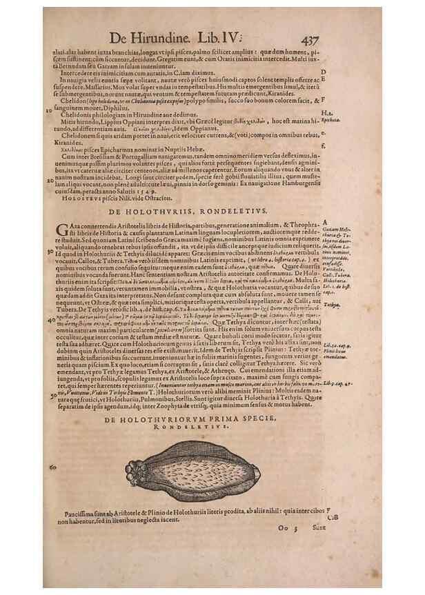 Reproducción/Reproduction 14948189504: Conradi Gesneri medici Tigurini Historiae animalium liber IV :. Francofurti :In Bibliopolio Andreae Cambieri,anno MDCIIII [1604]
