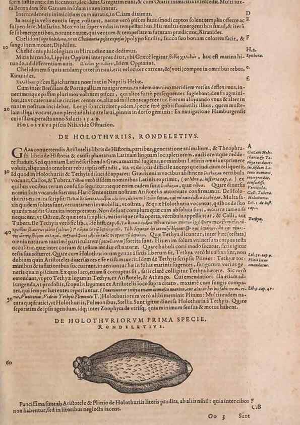 Reproducción/Reproduction 14948189504: Conradi Gesneri medici Tigurini Historiae animalium liber IV :. Francofurti :In Bibliopolio Andreae Cambieri,anno MDCIIII [1604]