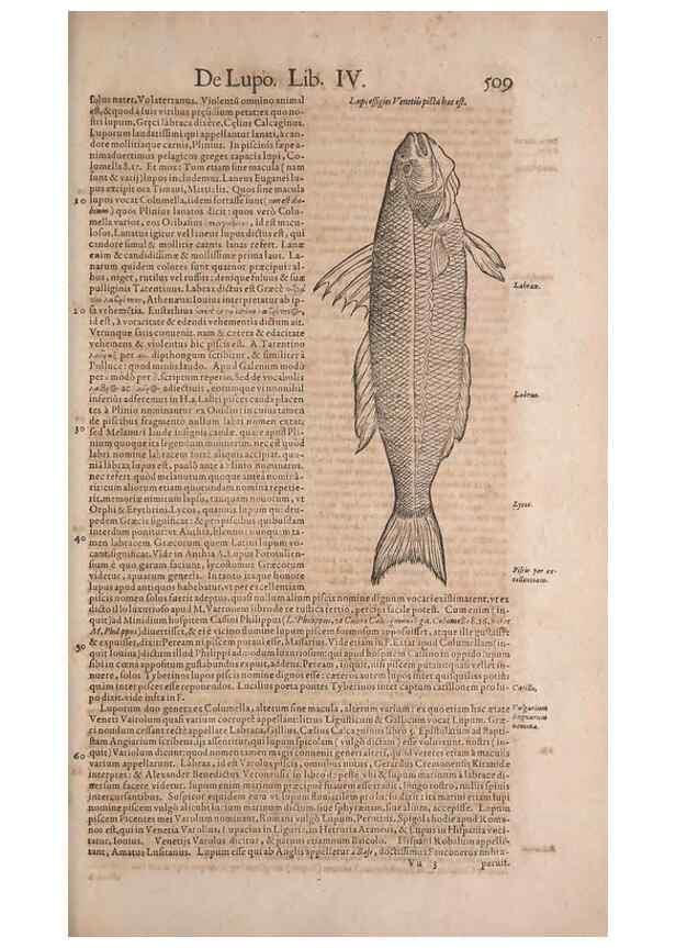 Reproducción/Reproduction 15566327621: Conradi Gesneri medici Tigurini Historiae animalium liber IV :. Francofurti :In Bibliopolio Andreae Cambieri,anno MDCIIII [1604]
