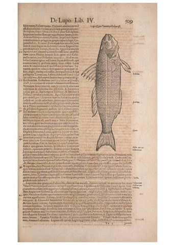 Reproducción/Reproduction 15566327621: Conradi Gesneri medici Tigurini Historiae animalium liber IV :. Francofurti :In Bibliopolio Andreae Cambieri,anno MDCIIII [1604]