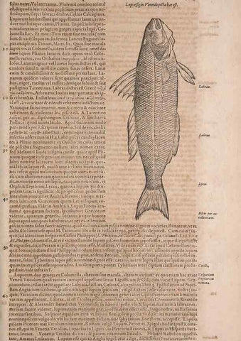 Reproducción/Reproduction 15566327621: Conradi Gesneri medici Tigurini Historiae animalium liber IV :. Francofurti :In Bibliopolio Andreae Cambieri,anno MDCIIII [1604]