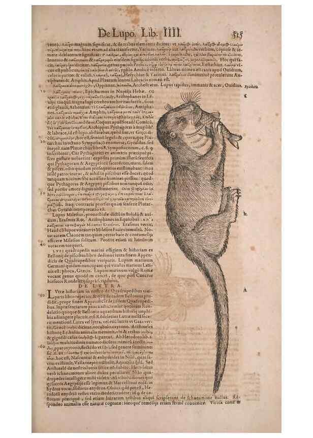 Reproducción/Reproduction 14948829773: Conradi Gesneri medici Tigurini Historiae animalium liber IV :. Francofurti :In Bibliopolio Andreae Cambieri,anno MDCIIII [1604]