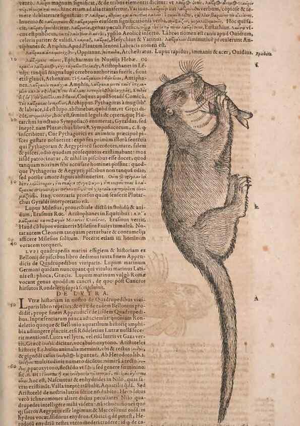 Reproducción/Reproduction 14948829773: Conradi Gesneri medici Tigurini Historiae animalium liber IV :. Francofurti :In Bibliopolio Andreae Cambieri,anno MDCIIII [1604]