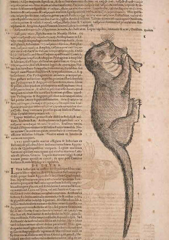 Reproducción/Reproduction 14948829773: Conradi Gesneri medici Tigurini Historiae animalium liber IV :. Francofurti :In Bibliopolio Andreae Cambieri,anno MDCIIII [1604]