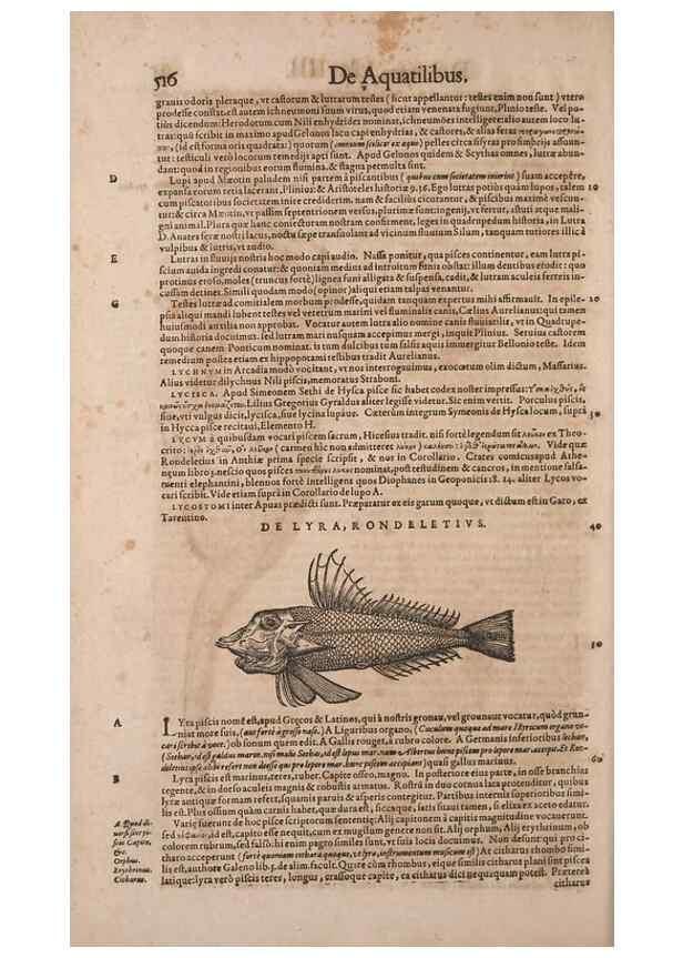 Reproducción/Reproduction 14948831953: Conradi Gesneri medici Tigurini Historiae animalium liber IV :. Francofurti :In Bibliopolio Andreae Cambieri,anno MDCIIII [1604]